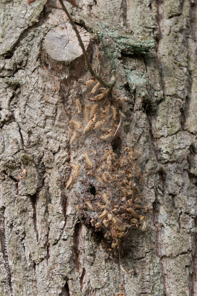 Eichenprozessionsspinner Stock Photo | Adobe Stock