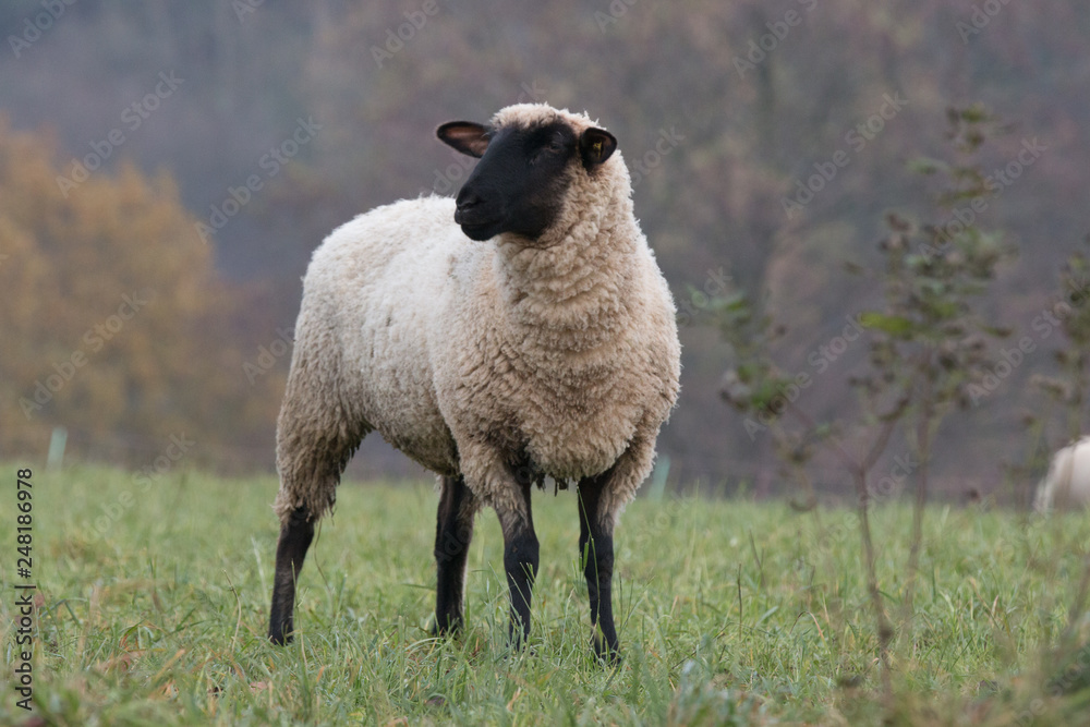Naklejka premium sheep