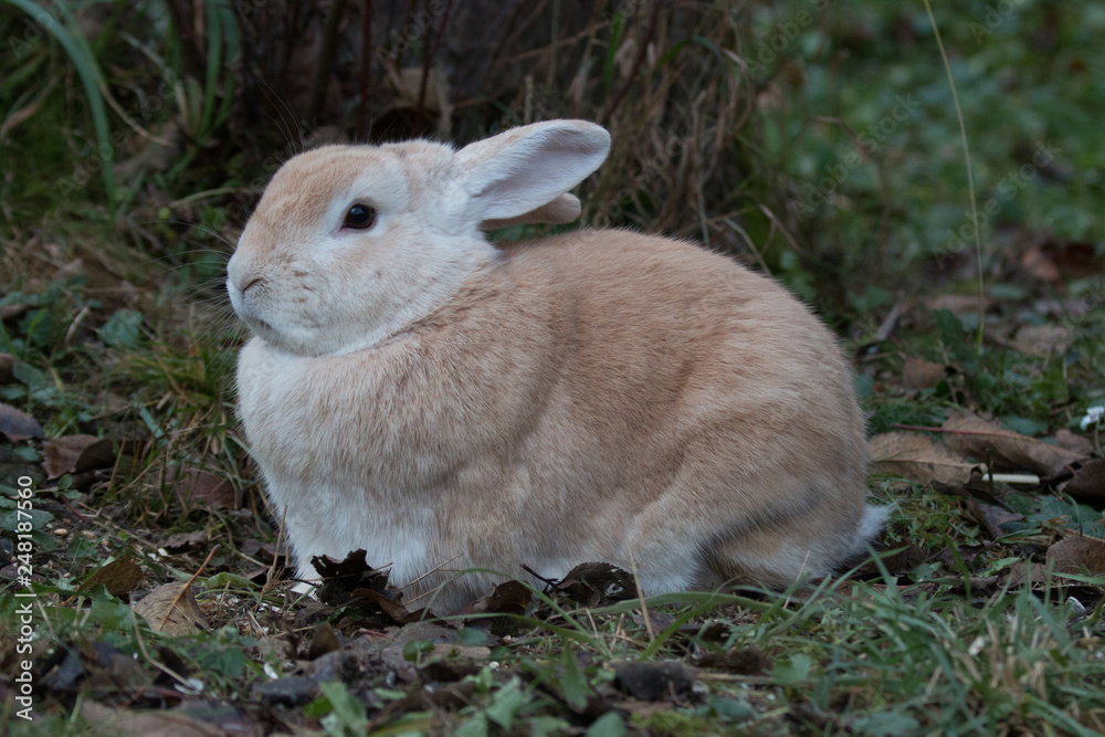 Fototapeta premium bunny
