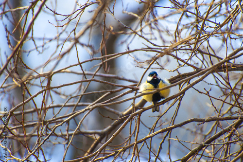 Tit bird on the branch