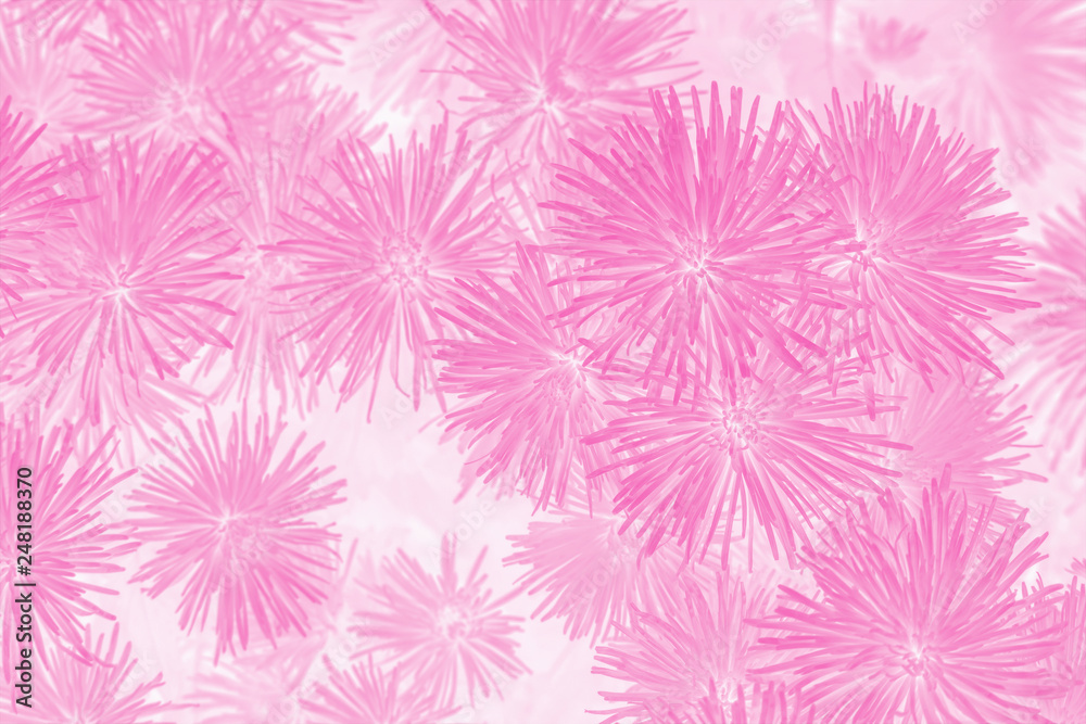 chrysanthemum flower in pink tone color background.