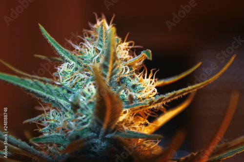 Blooming cannabis flower close up