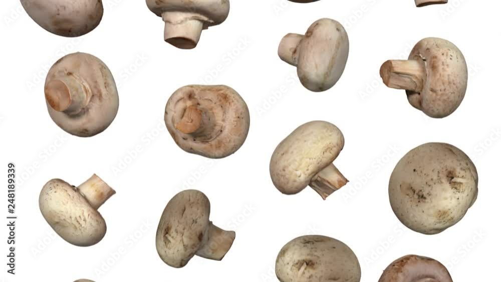 Realistic render of falling white (champignon) mushrooms on white background. The video is seamlessly looping, and the 3D objects are scanned from real mushrooms.