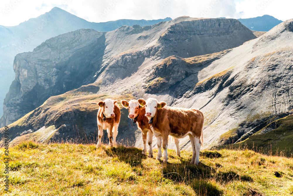 young calves on an alp in the swiss mountains, switzerland