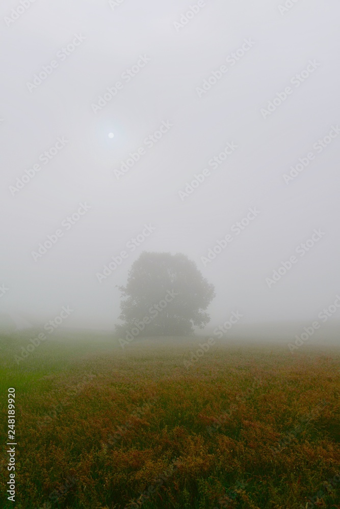 fog in the field