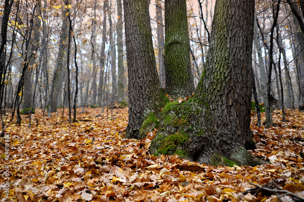fall fall