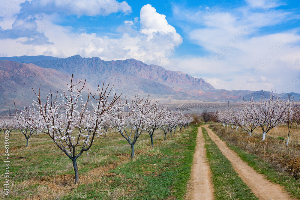 Naklejka premium Apricot farm during sping season against Vayk mountain range, Vayots Dzor Province, Armenia