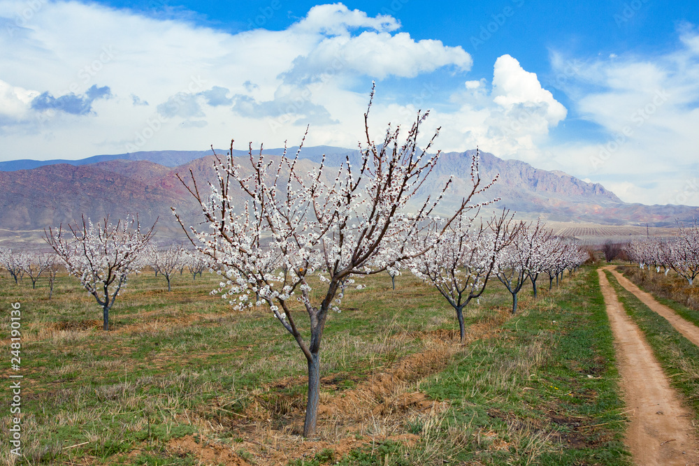 Apricot farm during sping season against Vayk mountain range, Vayots Dzor Province, Armenia Apricot farm during sping season against Vayk mountain range, Vayots Dzor Province, Armenia