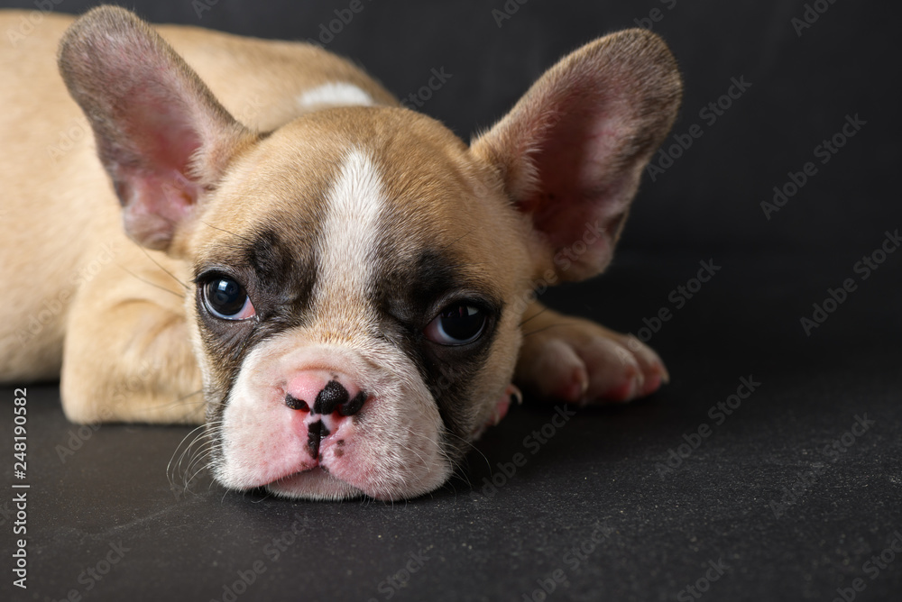 Cute french bulldog puppy sleep on black