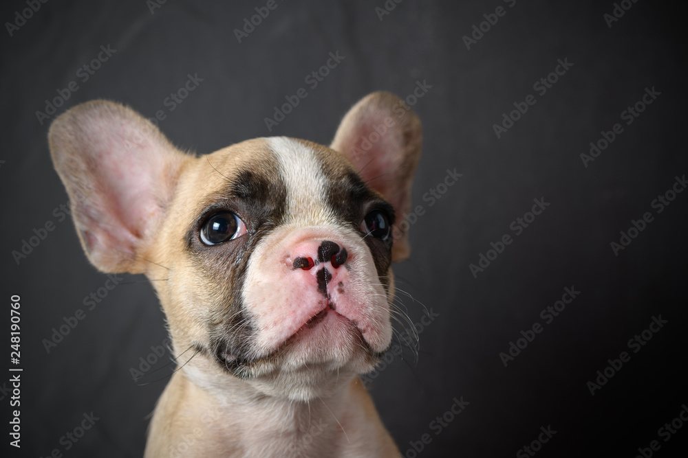 Portrait of cute little French bulldog