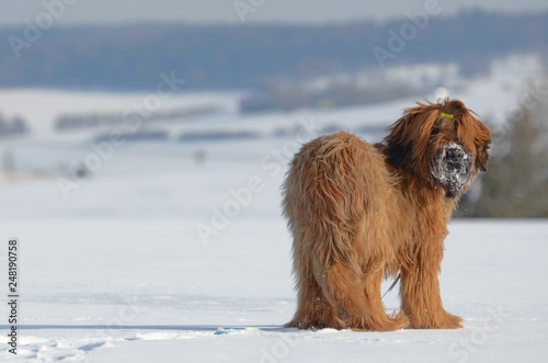 Foto Briard - Berger de Brie - Winterlandschaft - Hund - Schnee
