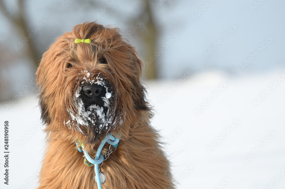 Fototapeta premium Briard - Berger de Brie - Winterlandschaft - Hund - Schnee
