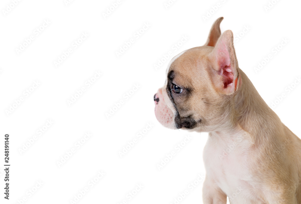 Cute little brown French bulldog  isolated