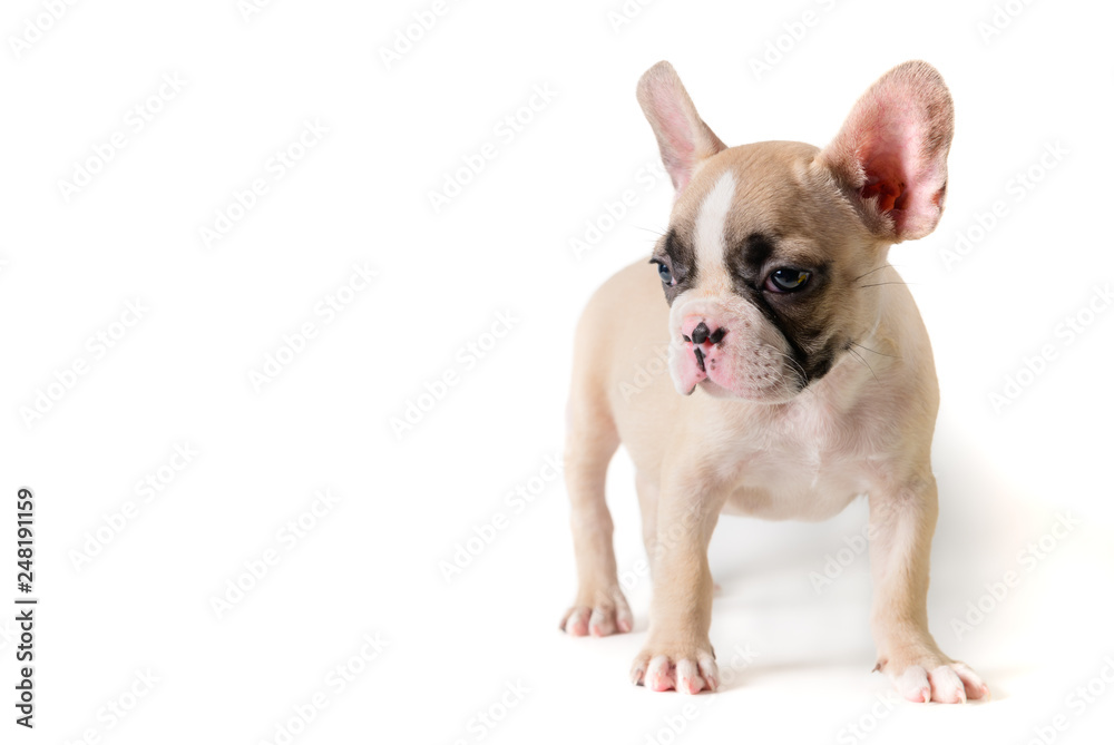 Cute little brown French bulldog  isolated