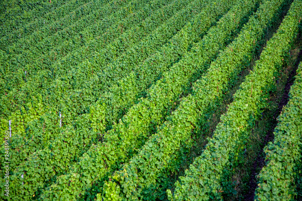 vineyards at the hills of the river Moselle vineyards at the hills of the river Moselle