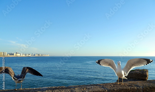 Seagull in the bay of cádiz, andalusia. Spain. Europe
