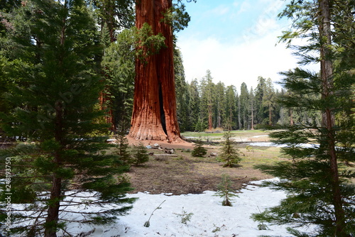 giant sequoia in forest near centuries-old pines 