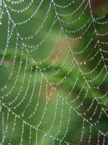 Closeup of a cobweb after rain