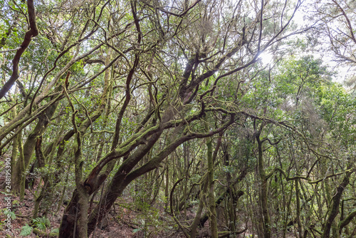 laurel trees in la gomera canarias