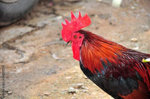 kai jaa chicken is the name of a beautiful Thai native chicken. photo