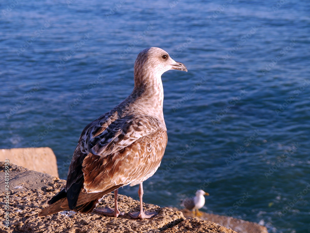Seagull in the bay of cádiz, andalusia. Spain. Europe Seagull in the bay of cádiz, andalusia. Spain. Europe