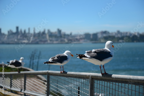 two seagulls on the pier overlooking the city through the gulf