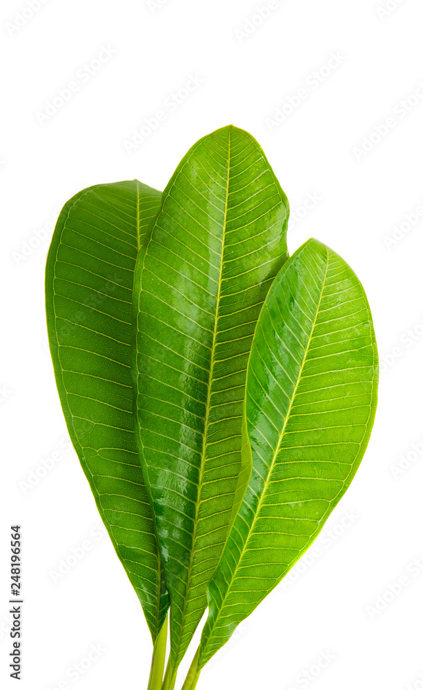 Fototapeta premium frangipani leaves isolated