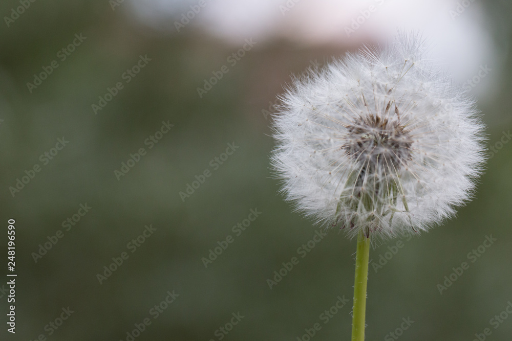 dandelion