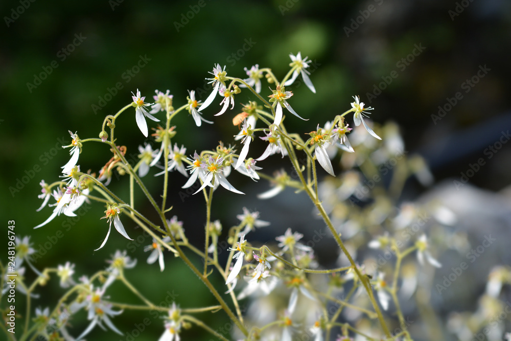 Creeping saxifrage Creeping saxifrage