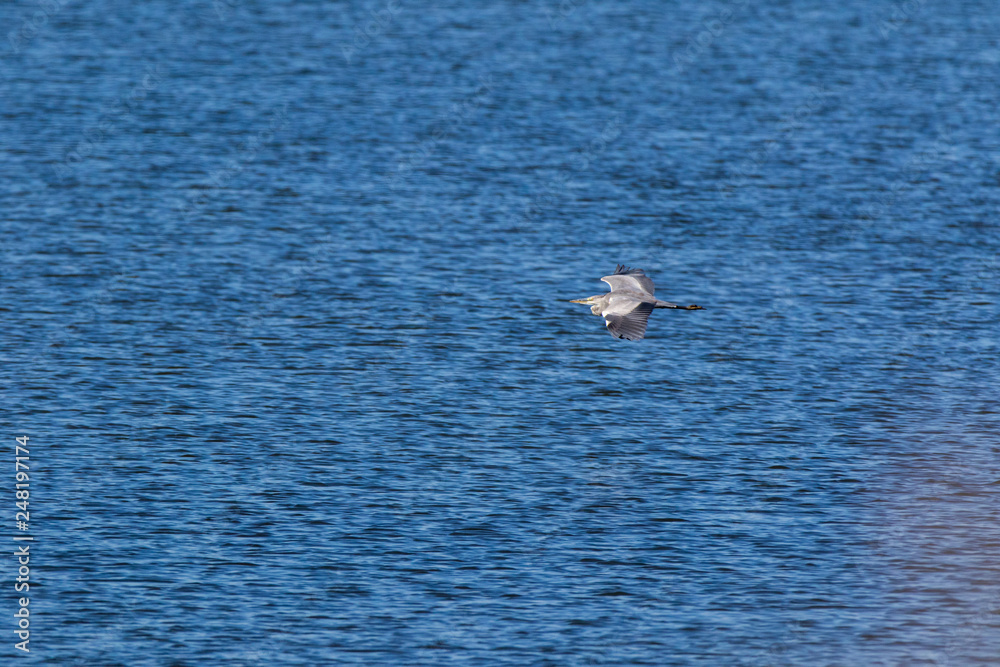 Grey Heron (Ardea cinerea). Grey Heron (Ardea cinerea).
