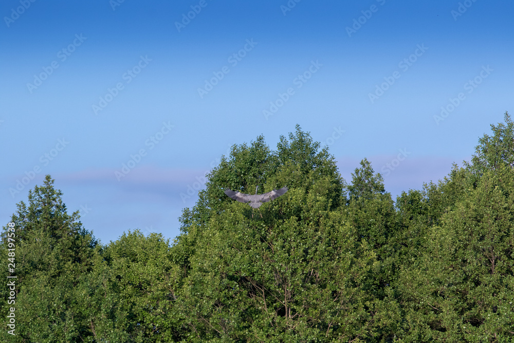 Grey Heron (Ardea cinerea).