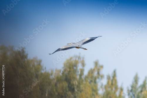 Grey Heron (Ardea cinerea).