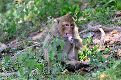 A monkey that lives at the mountain near the town of Bang Saen, Chonburi, Thailand. photo