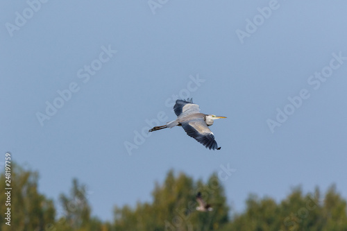 Grey Heron  Ardea cinerea .