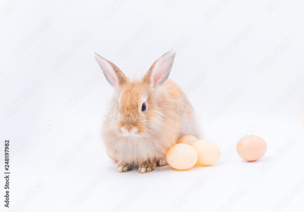 Red bunny rabbit portrait looking front wise on white background, Red bunny isolated for easter concept. Red bunny rabbit portrait looking front wise on white background, Red bunny isolated for easter concept.