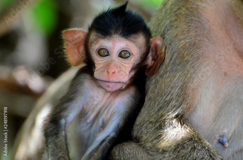 A monkey that lives at the mountain near the town of Bang Saen, Chonburi, Thailand. photo