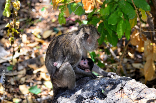 A monkey that lives at the mountain near the town of Bang Saen, Chonburi, Thailand