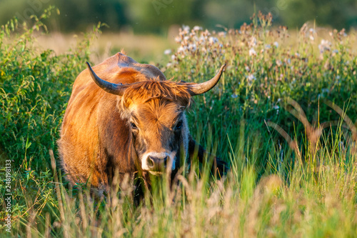 Cuadro en lienzo Heckrind im Abendlicht