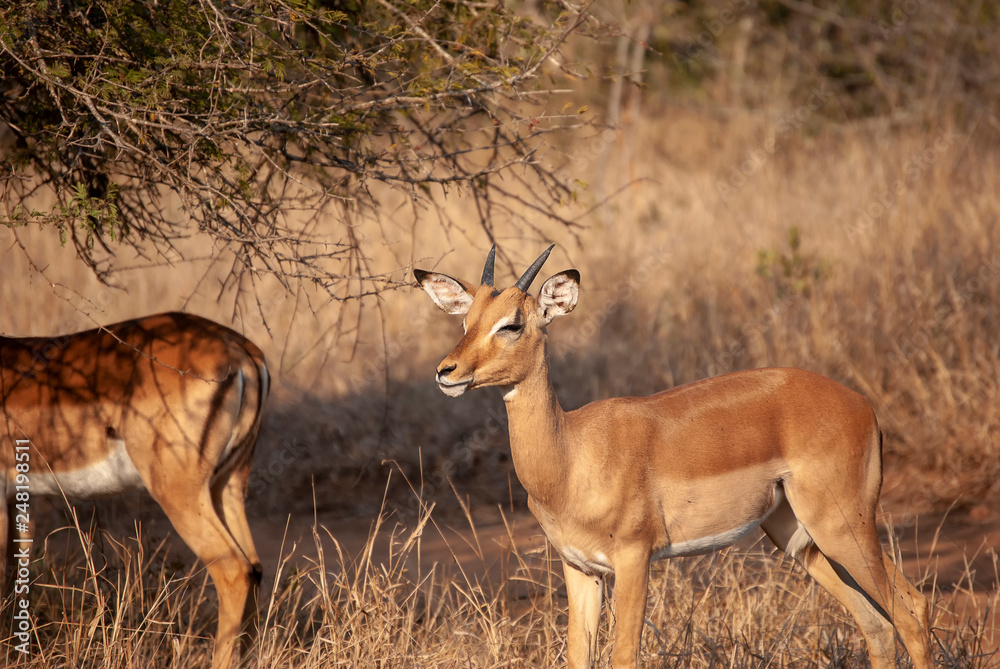 Impala grazing in Mpumalanga Province, South Africa Impala grazing in Mpumalanga Province, South Africa