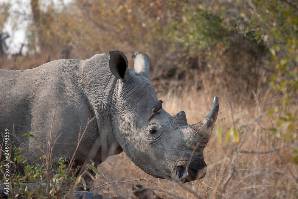 White Rhino (Ceratotherium simum) in Mpumalanga, South Africa White Rhino (Ceratotherium simum) in Mpumalanga, South Africa
