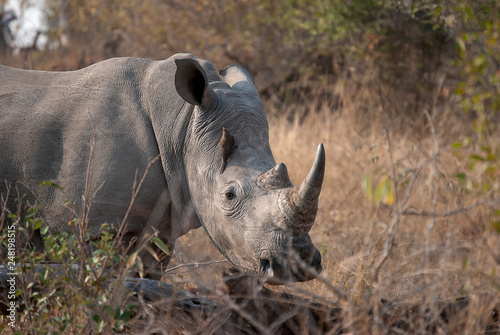 White Rhino  Ceratotherium simum  in Mpumalanga  South Africa