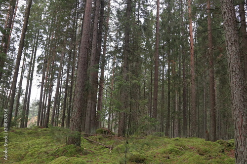 Vyborg nature and architecture