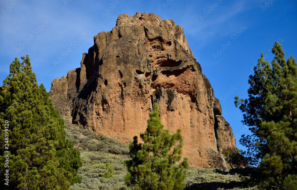 Roque Saucillo, pine trees and blue sky, Gran Canaria, Canary Islands