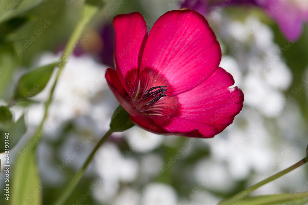 Naklejka premium flower