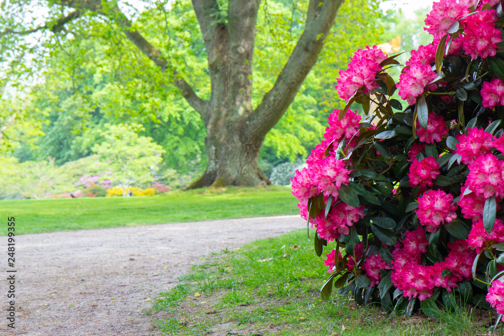 Naklejka premium Rhododendron frowers at Sophienholm garden