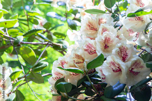 Rhododendron frowers at Sophienholm garden photo