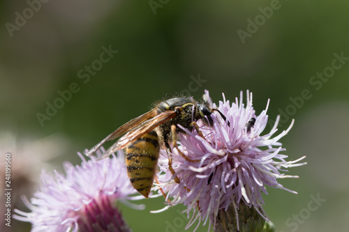 wasp © Christian