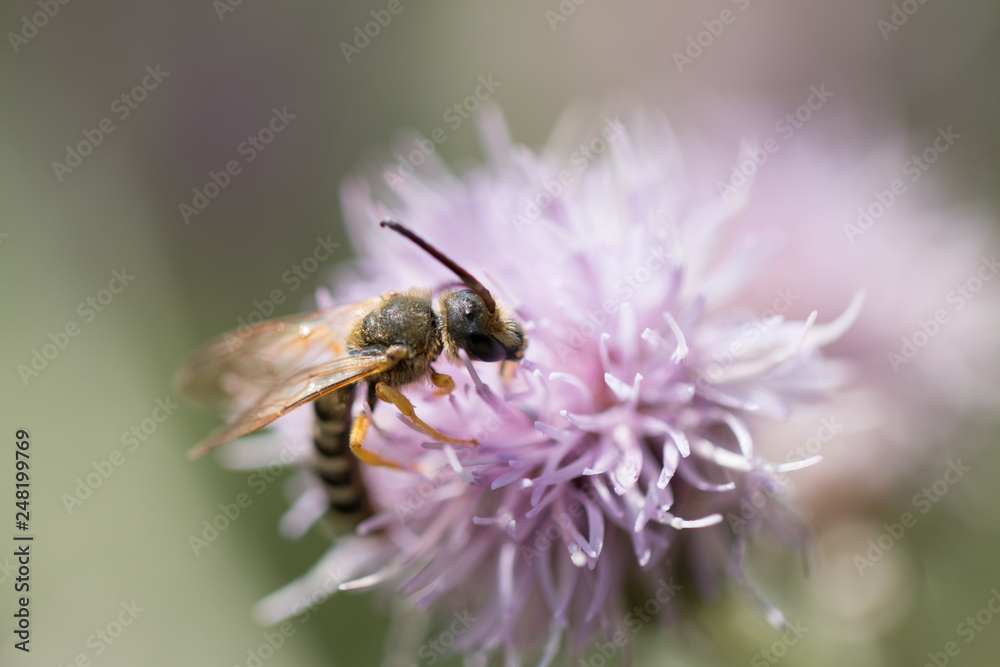 wasp
