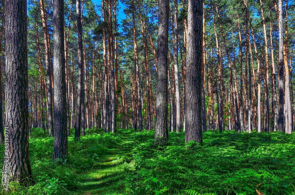 Fototapeta premium Beautiful summer sunny landscape in pine forest