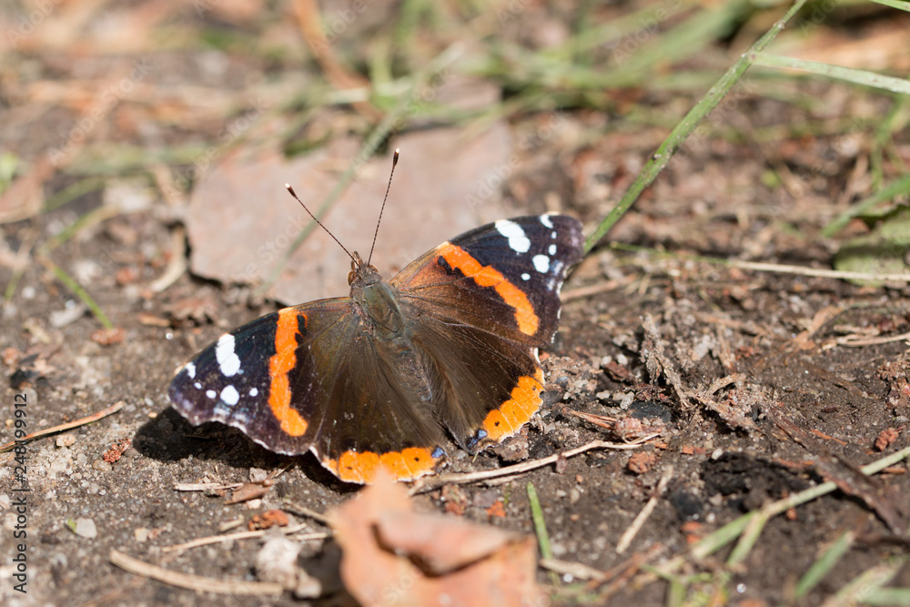 Obraz premium butterfly